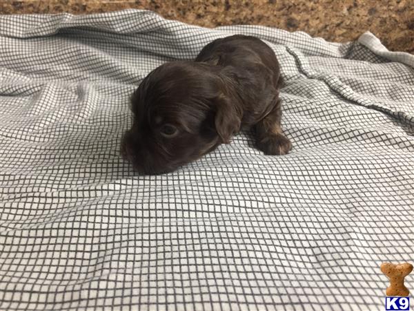 DixieMaeHavanese Picture 1